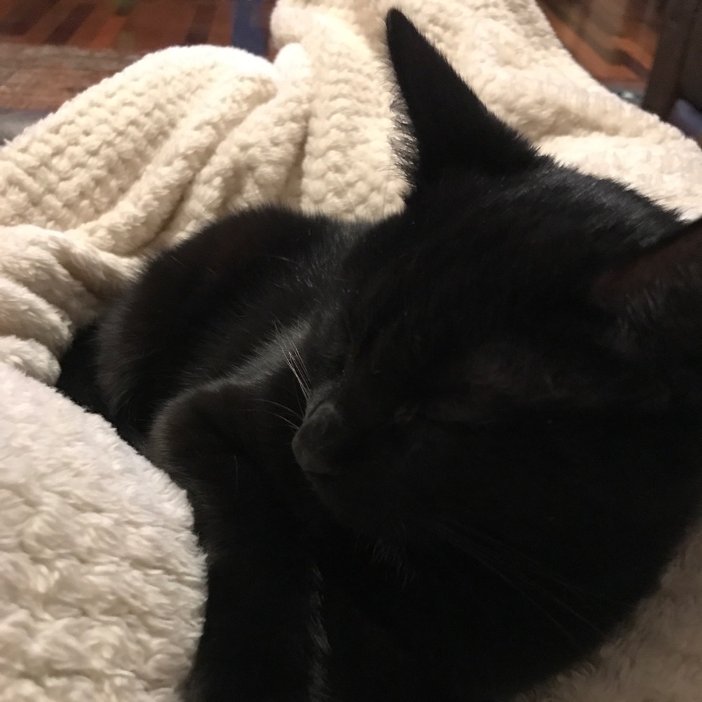 Meet your Posher, Maggie